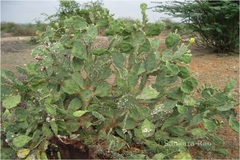 Opuntia dillenii